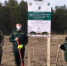 В Брянской области лесники включились в акцию «Сад памяти» - Газета Труд