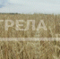 Брянская область на 4-м место в стране по индексу сельхозпроизводства - Газета Труд