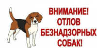 Отлов безнадзорных животных. - Клинцовский район